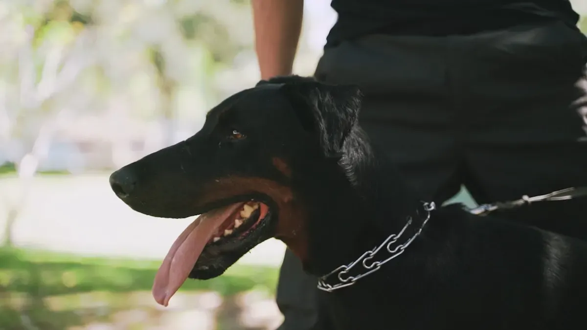 Dog harness showing shoulder, chest, side panel, and underarm areas where metal clips create pressure