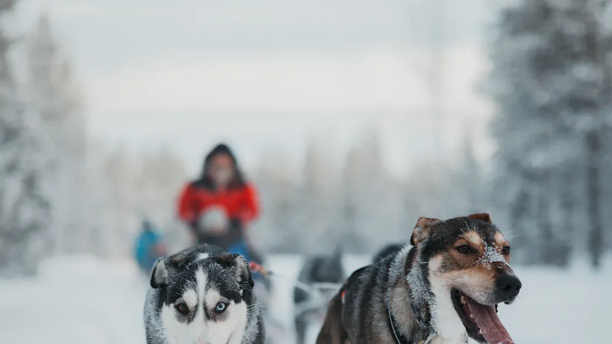dog in harness at jogging pace showing shoulder movement and chest strap position