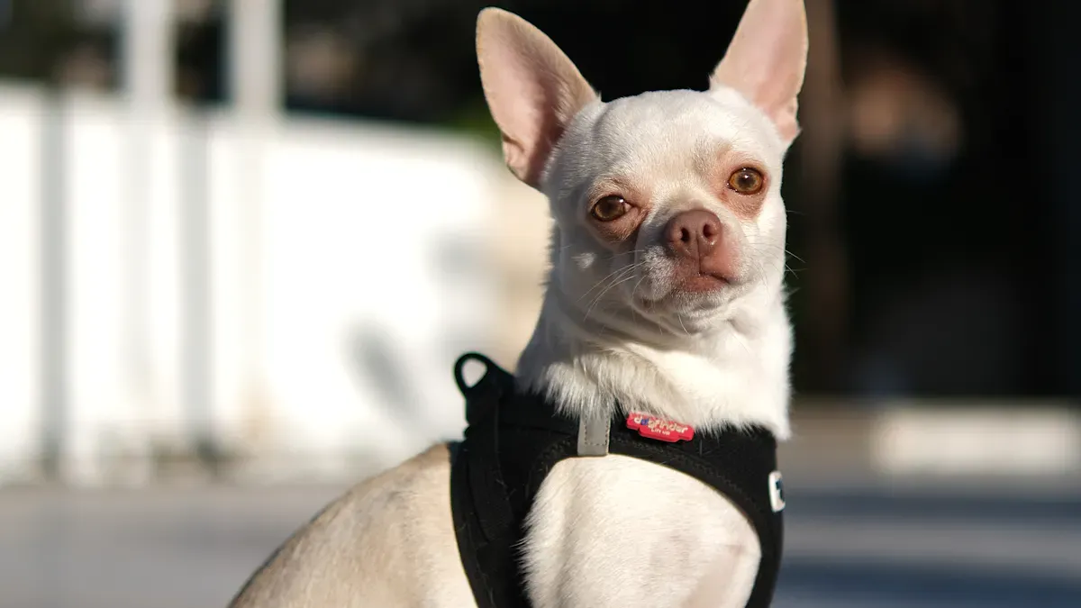 Checking dog harness fit around the chest and shoulders
