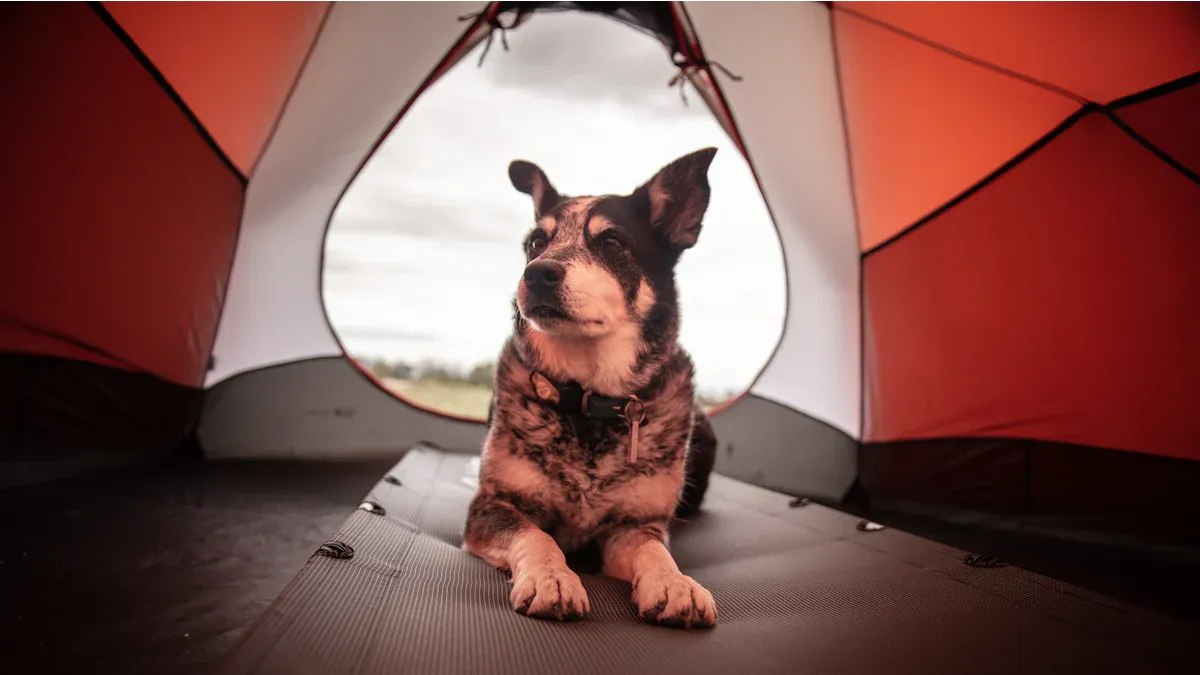 Dog resting on elevated cot bed in shaded outdoor area