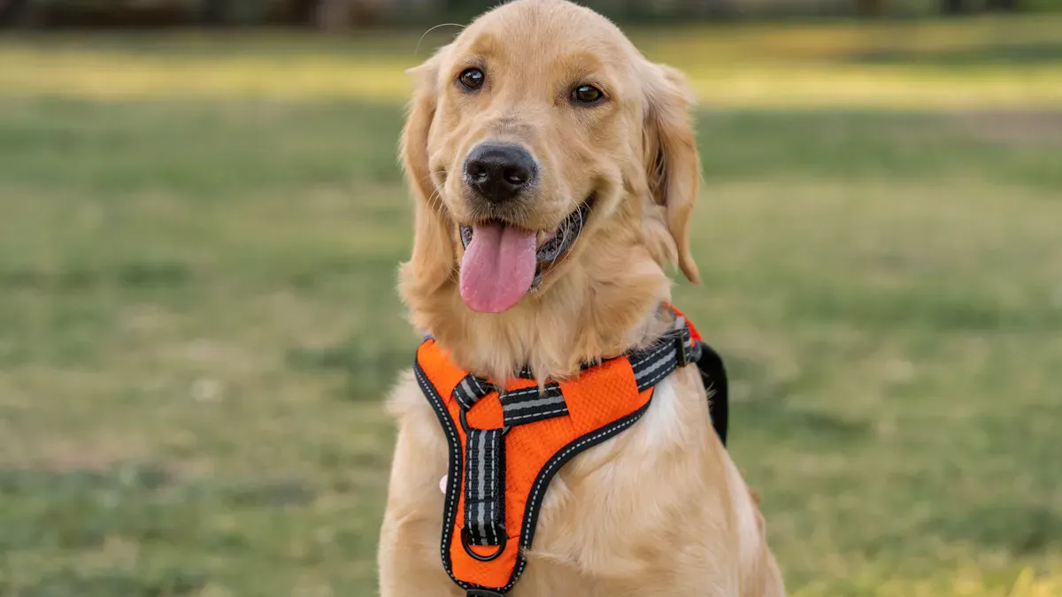 Side-control running leash with stable belt keeping line behind runner