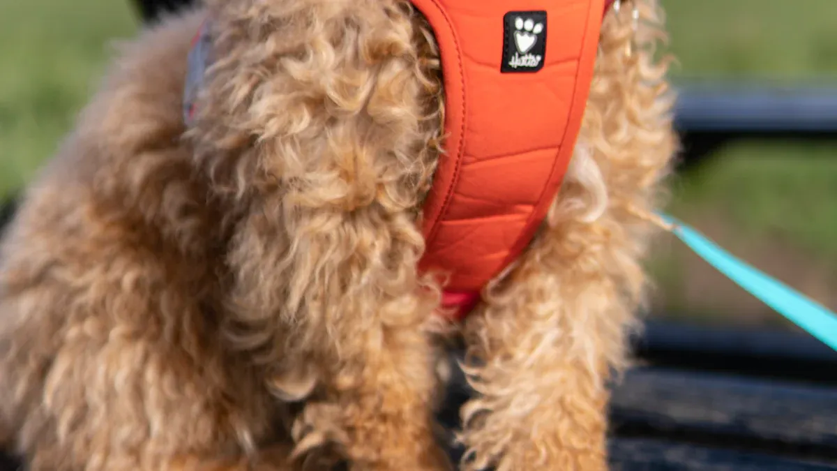 Large dog wearing properly fitted tactical harness with handle over upper-back during trail walk