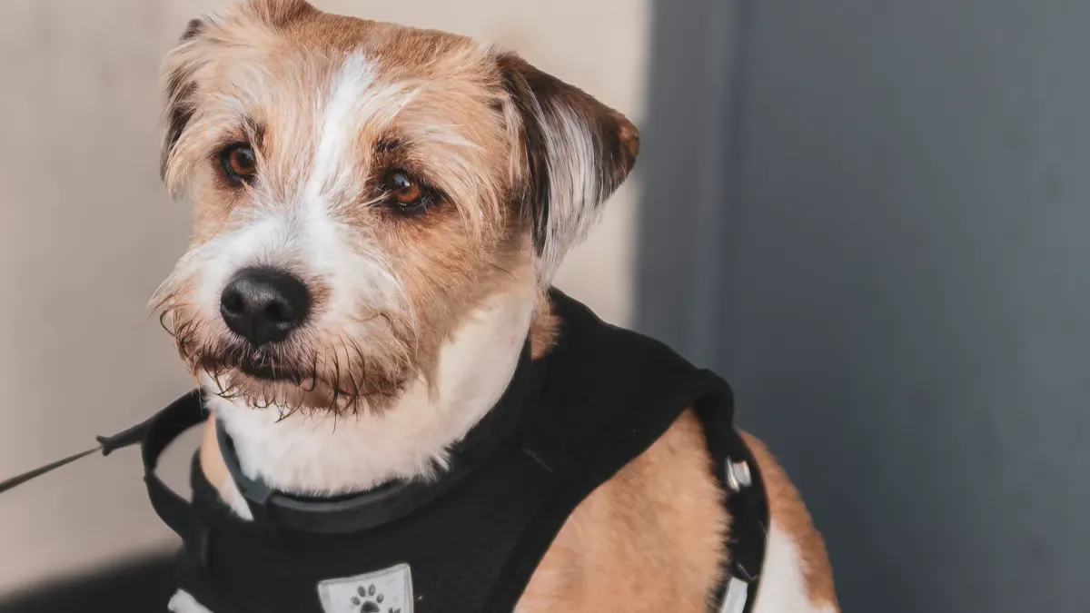 small dog wearing front clip harness during neighborhood walk