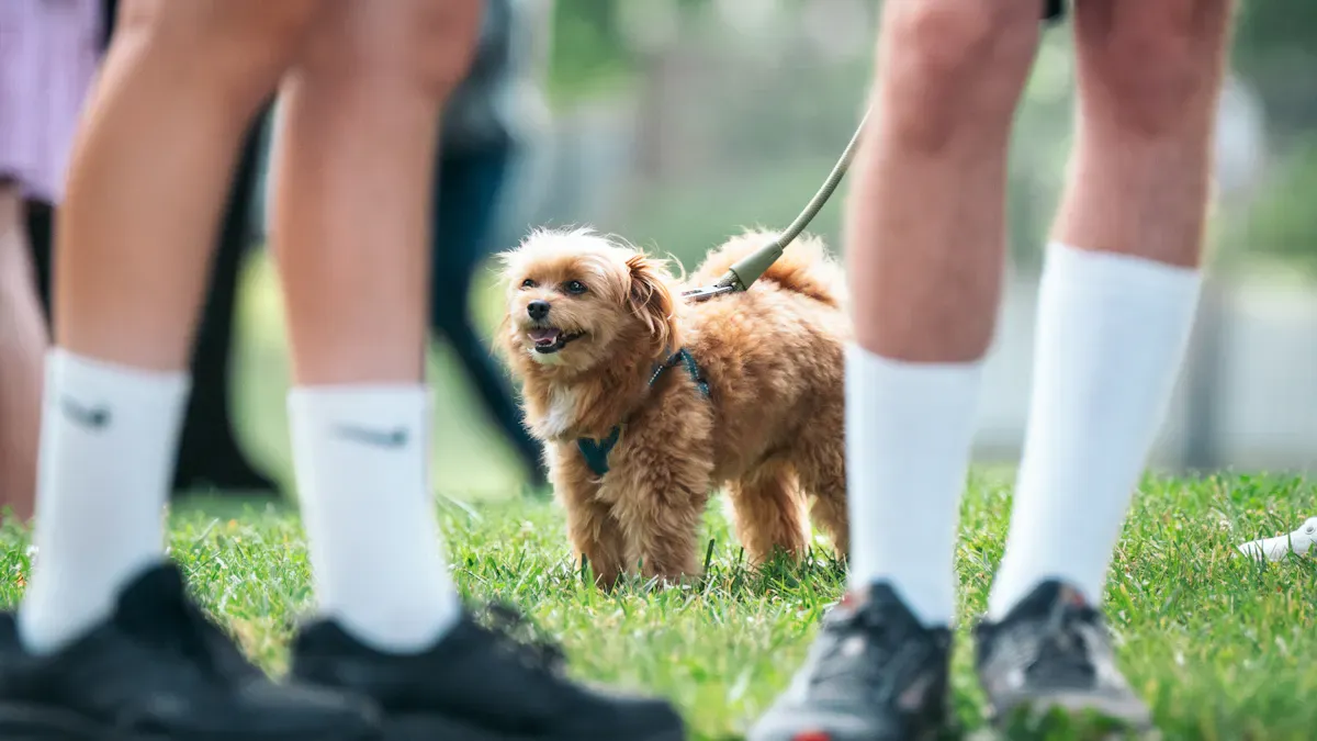 Wide flexible reflective panel on a leash staying visible during a small dog night walk