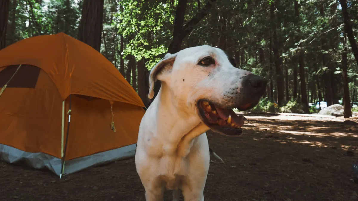 Elevated camping dog cot with breathable fabric in outdoor setting