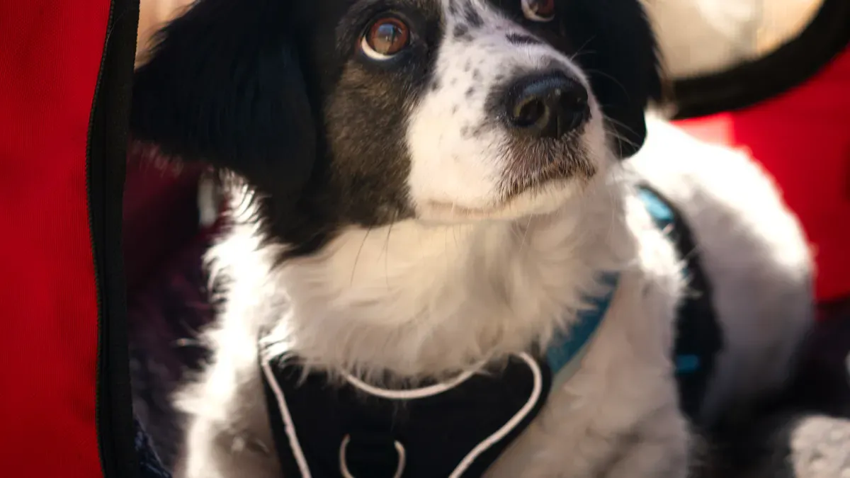 Structured pet carrier as alternative to soft sling for longer carries with larger dogs