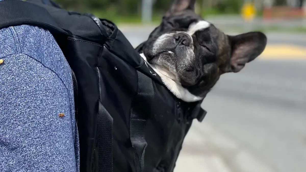 Dog showing signs of heat stress in carrier