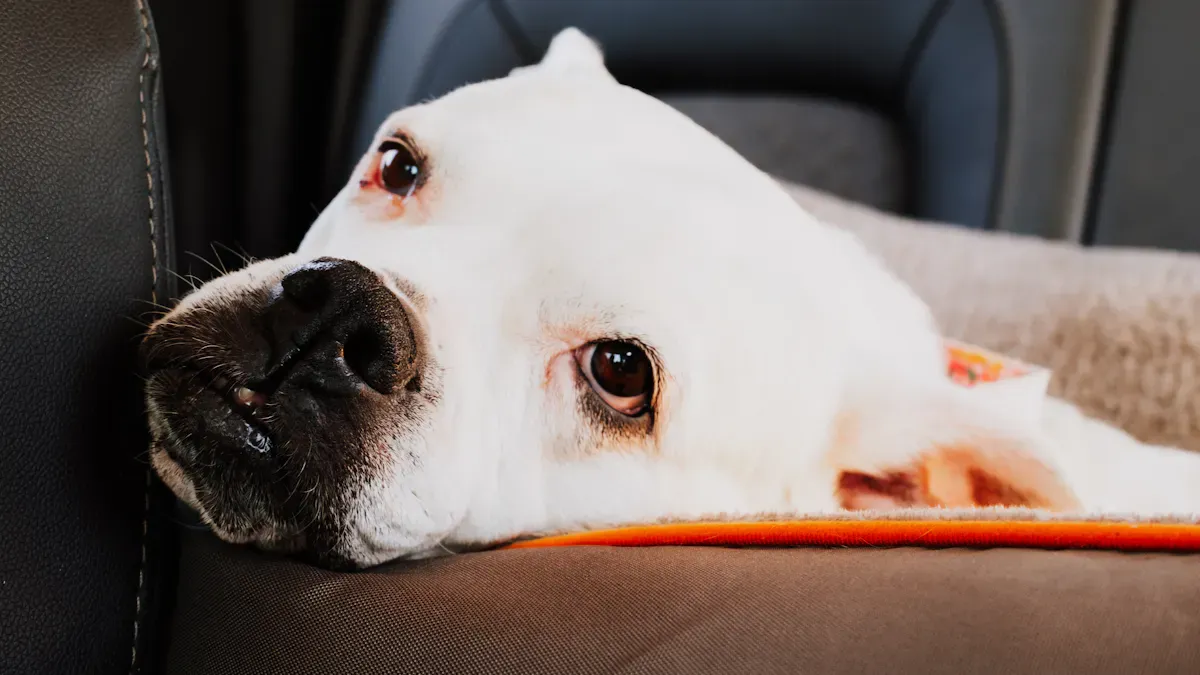 Dog resting on a rear bench cover during a car ride