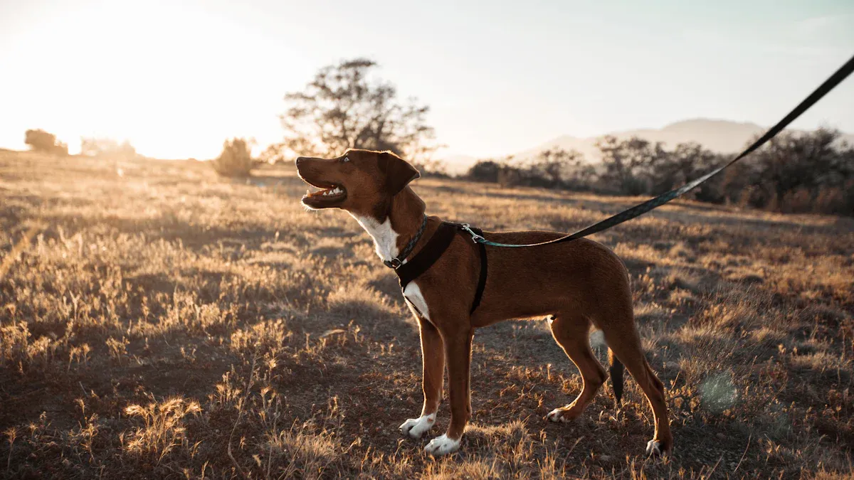 Dog riding near a car window in a harness