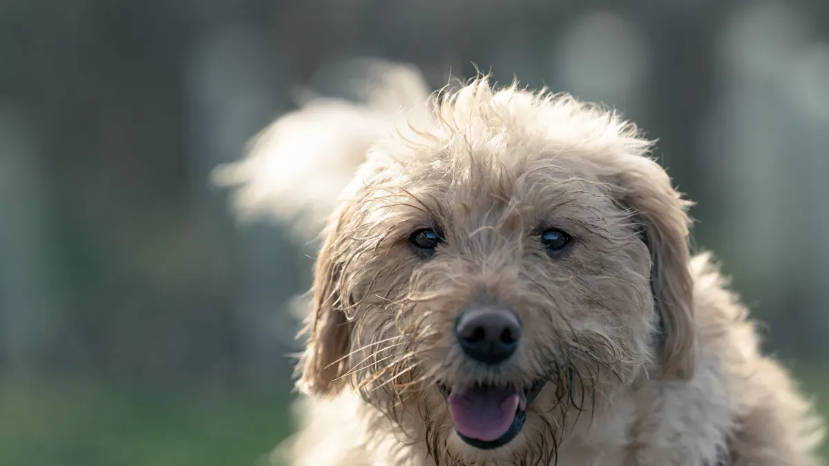 Owner checking harness fit on a doodle-type dog after a walk