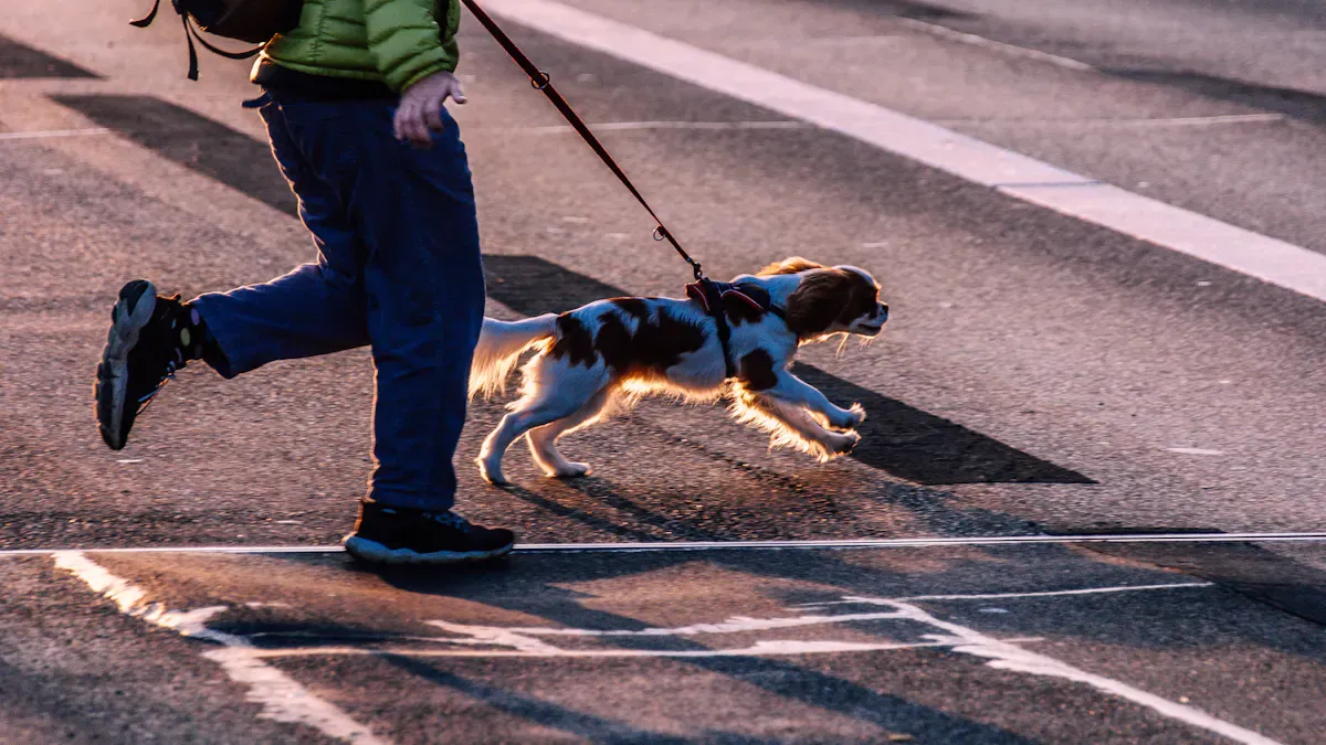 dog and handler walking on a city sidewalk