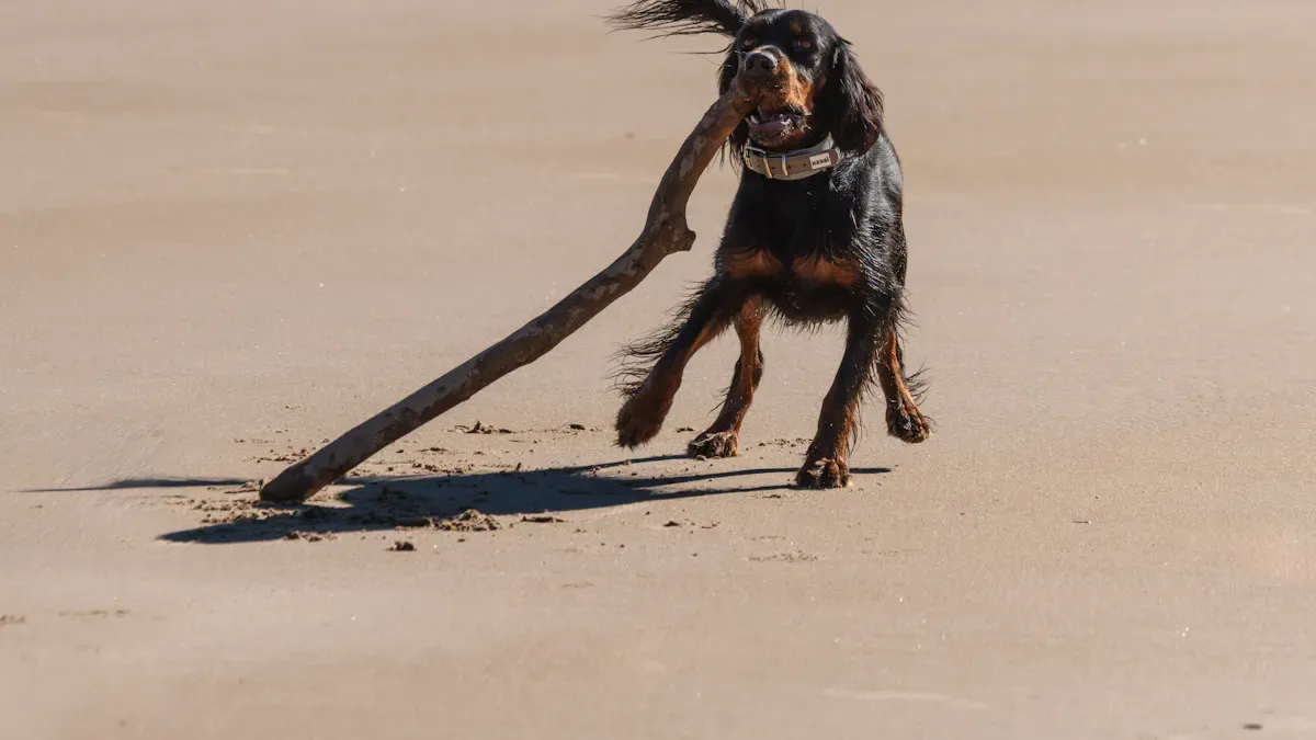 Dog pulling hard on leash showing signs of strain and collar pressure during a walk