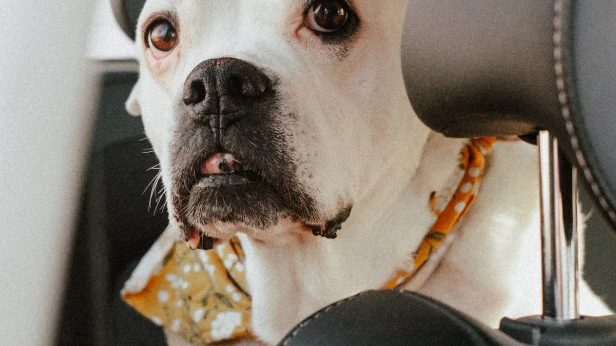 Dog car seat interior showing cushion depth and side wall support