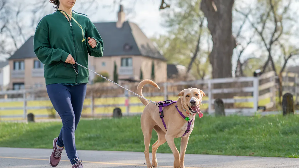 Dog walking calmly beside owner on a hands free waist leash during an outdoor walk