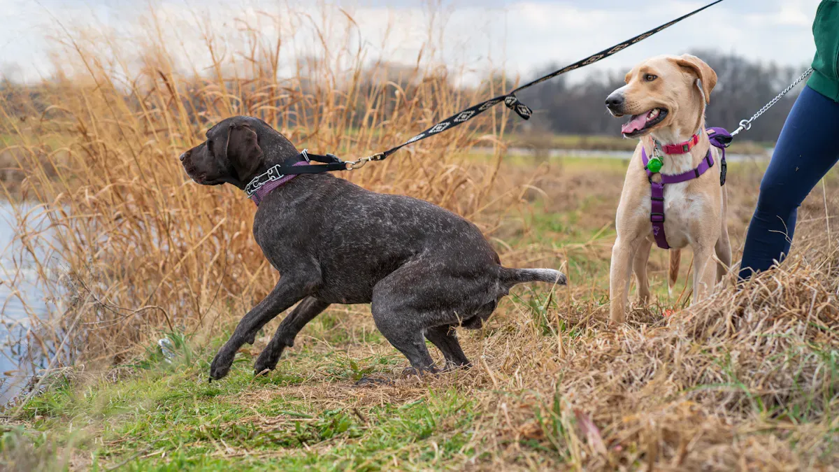 Dog walking comfortably in a fitted harness