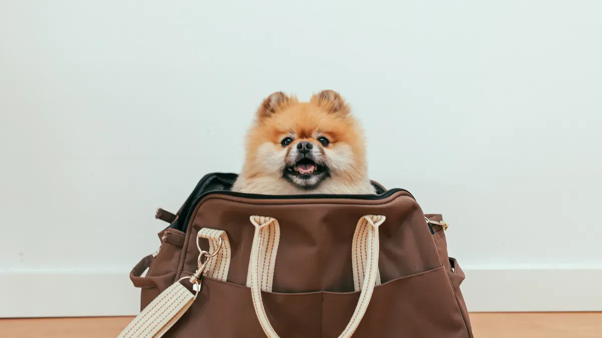Dog entering a tote-style carrier with wide zipper top opening