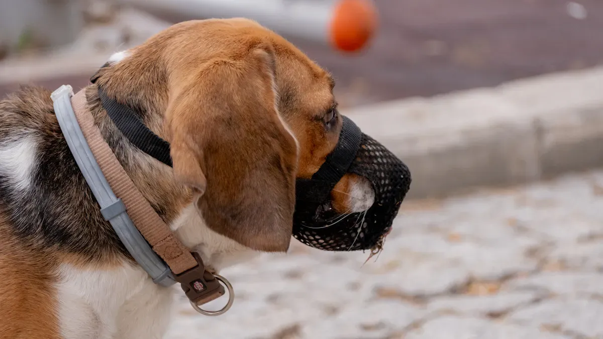 Dog harness fit check during a neighborhood walk on leash