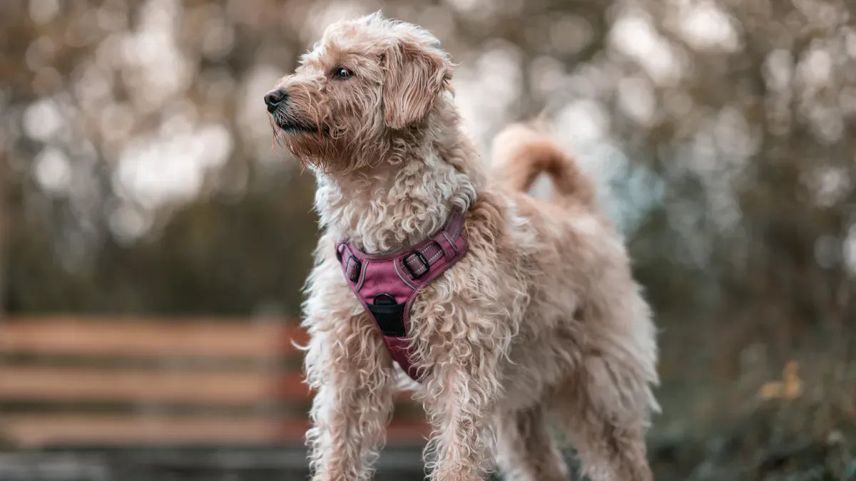 Measuring a dog's chest girth and body dimensions for harness sizing