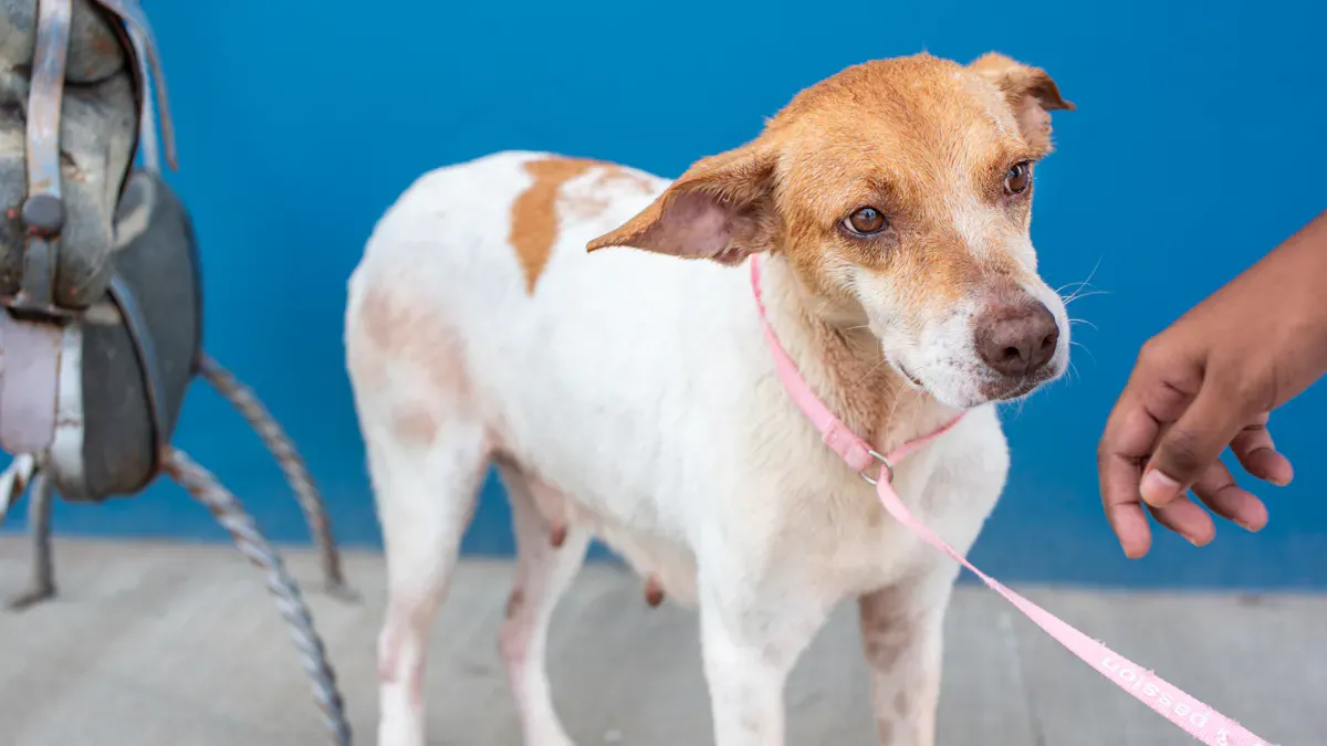 Leash dog rope failure signs during close control check