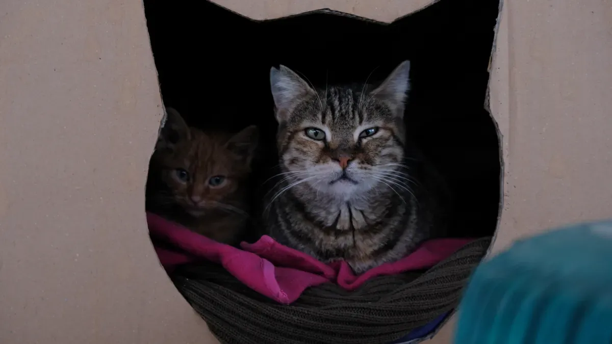 Tunnel-style cat cave bed with two supported openings