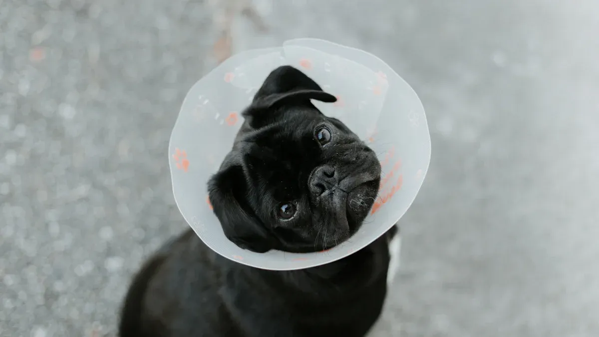 Boston Terrier paused during a harness fit check