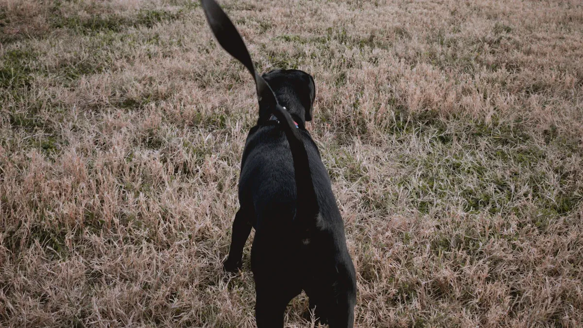 Bungee leash design features including close-control handle and waist belt