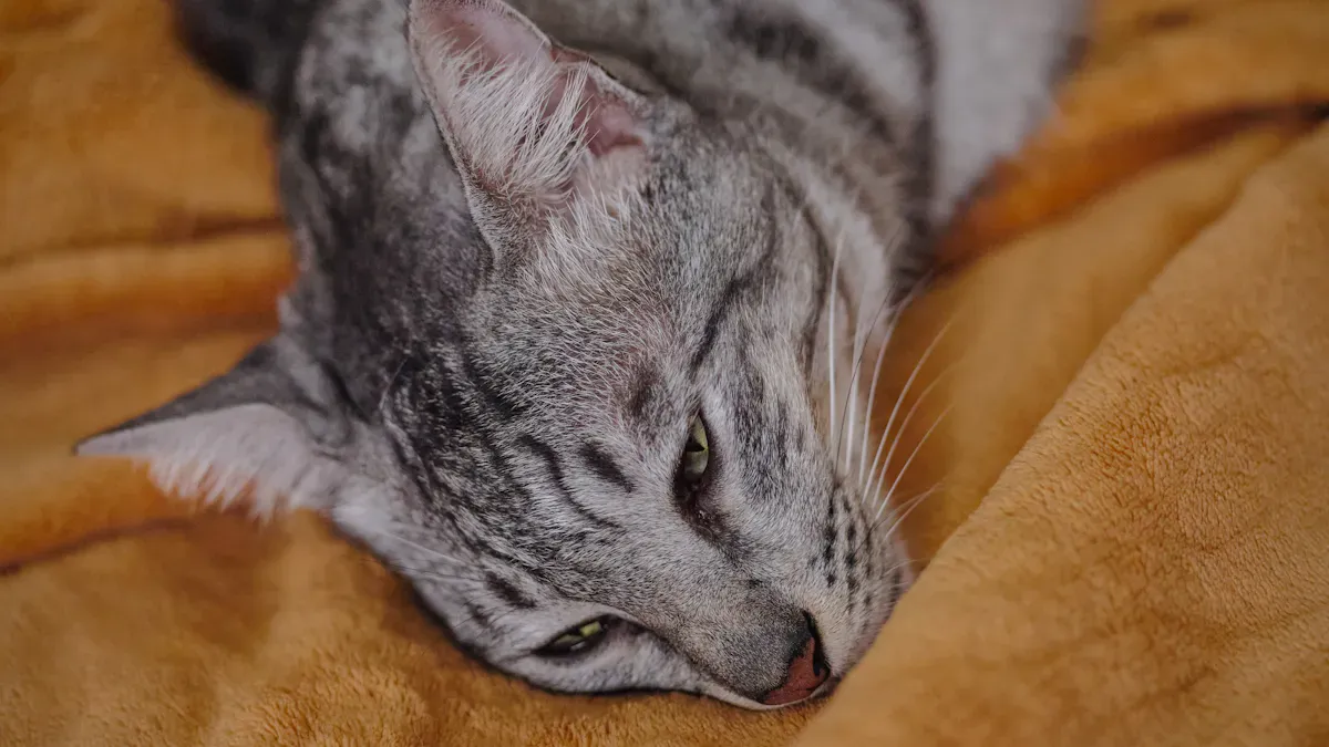 Cat choosing not to use a bed