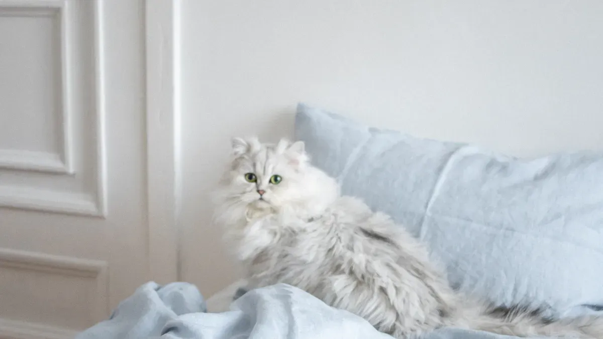 Reshaping a damp cat cave bed by pulling entrance rim outward and fluffing walls