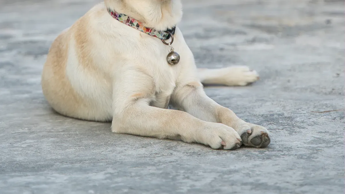 Strong clip and reinforced stitching on bungee dog leash