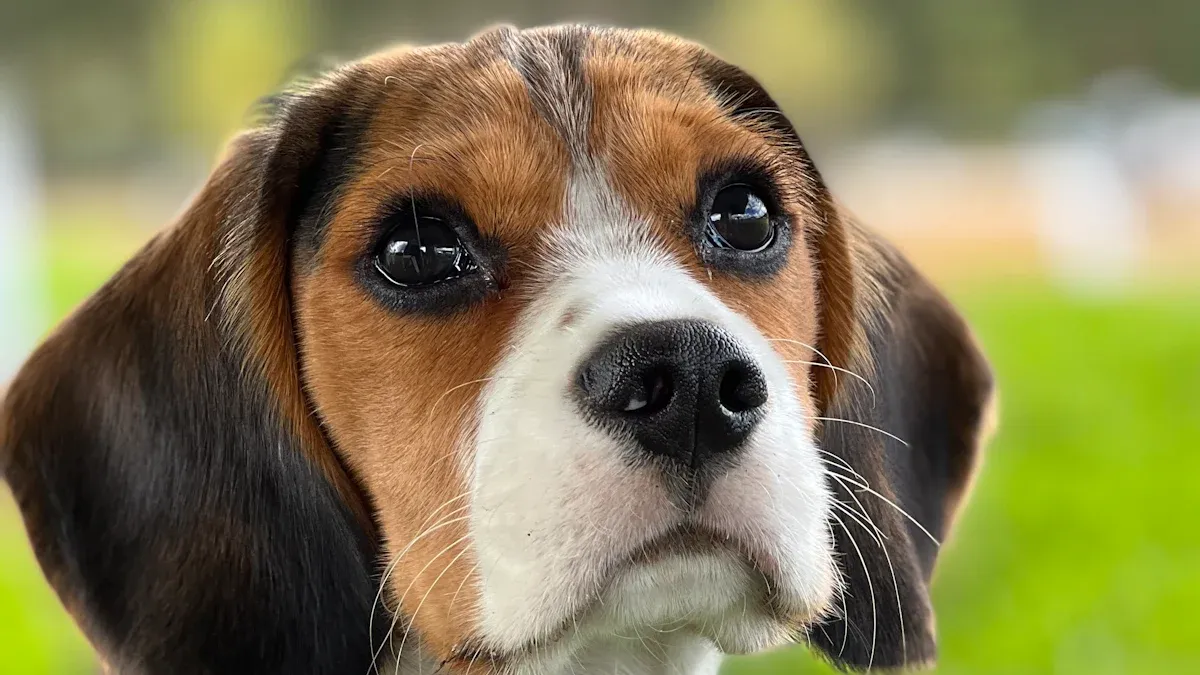 Dog leash control on a busy running route