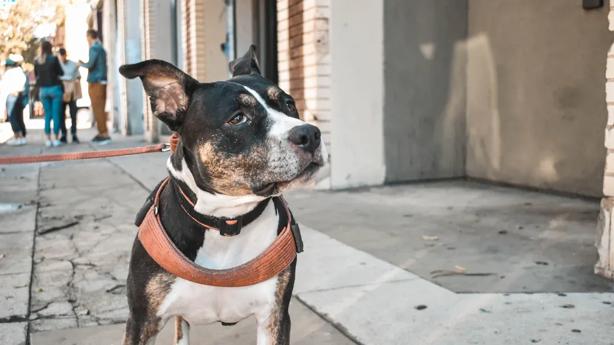 Chihuahua walking outdoors in a secure harness