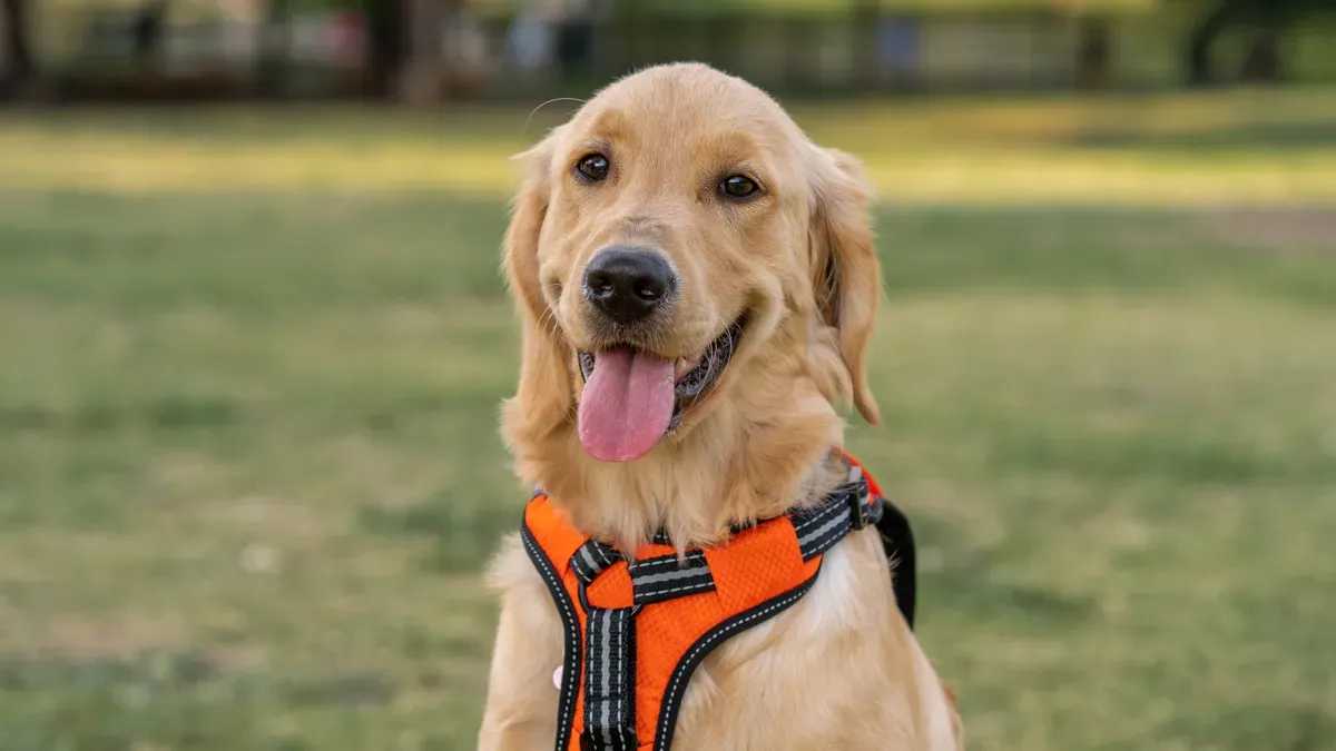 Dog life jacket with reflective trim and bright contrast panels