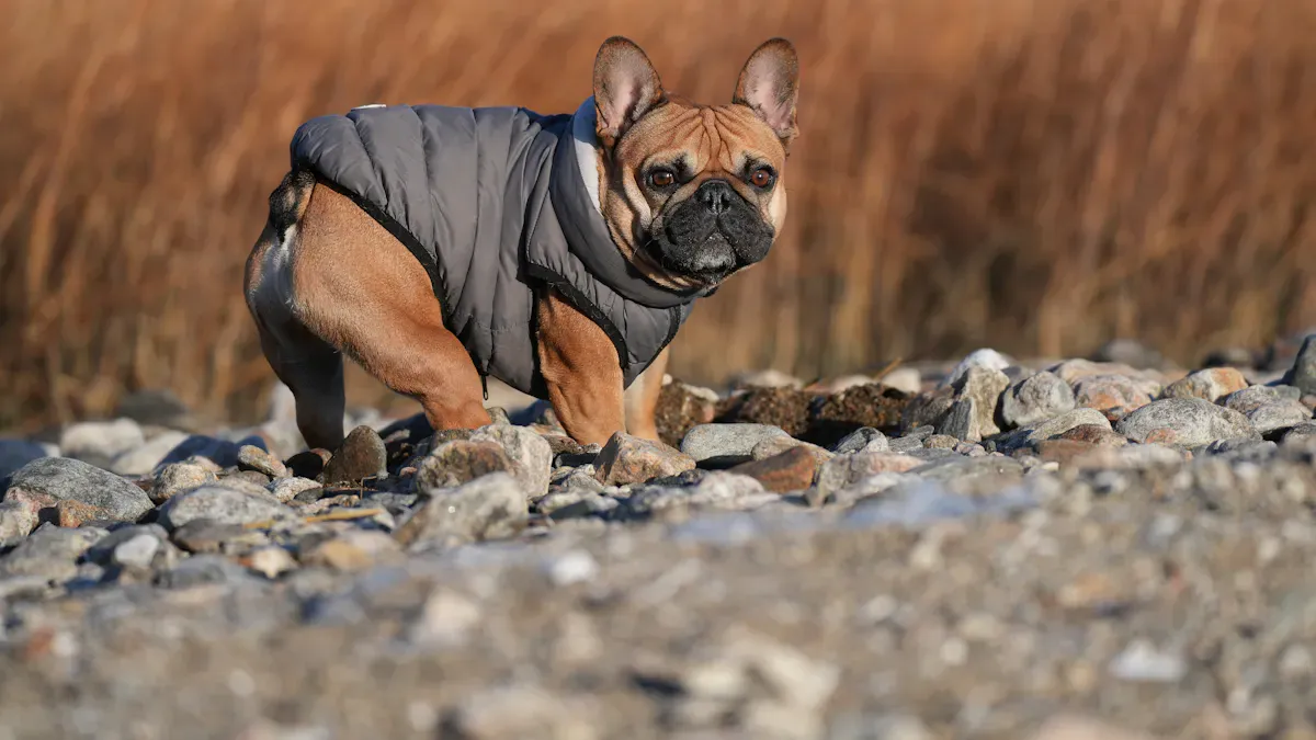 French Bulldog sitting in a ventilated carrier