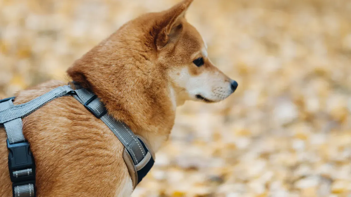 Dog harness with chest belly and rear support panels