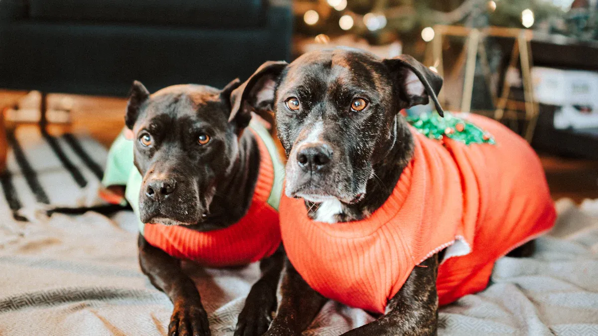 large dog harness fit check after a real walk