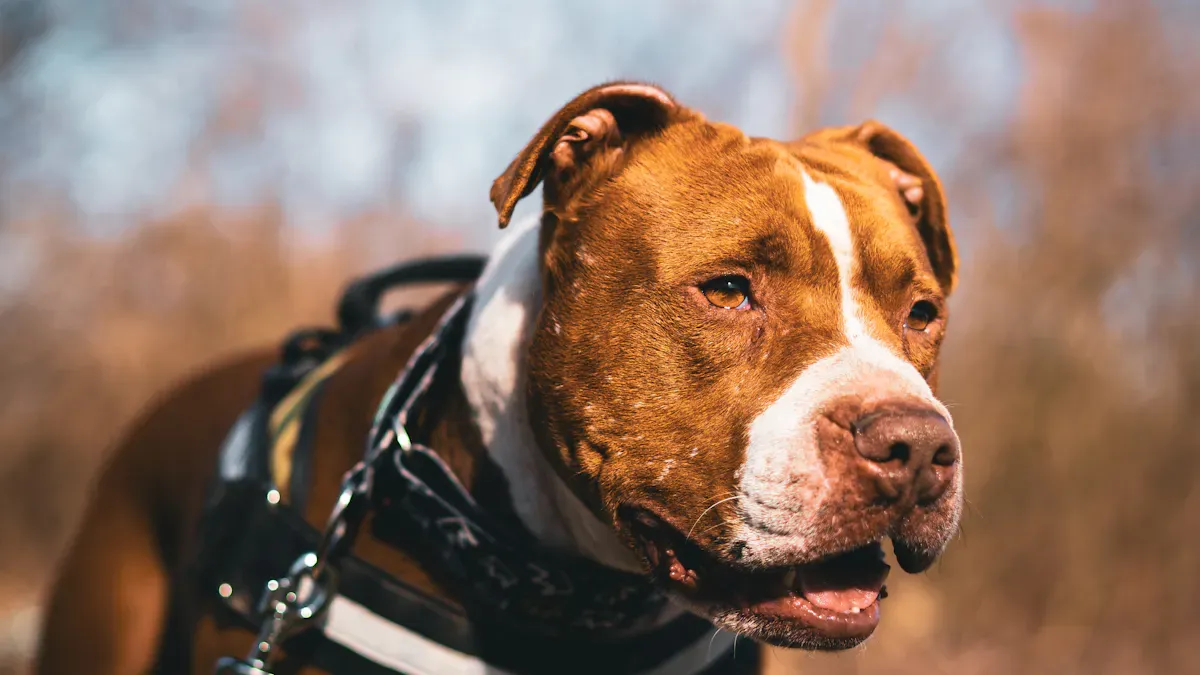 camo harness dog on outdoor trail showing reduced visibility against natural terrain