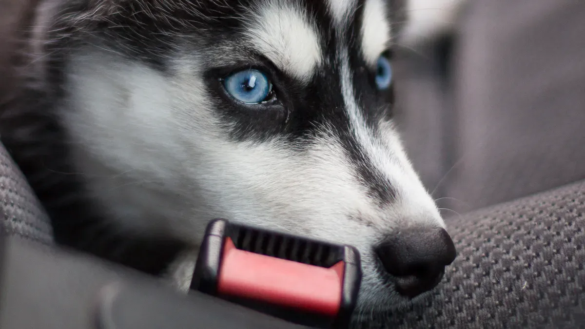 Dog resting in a secured rear-seat travel setup