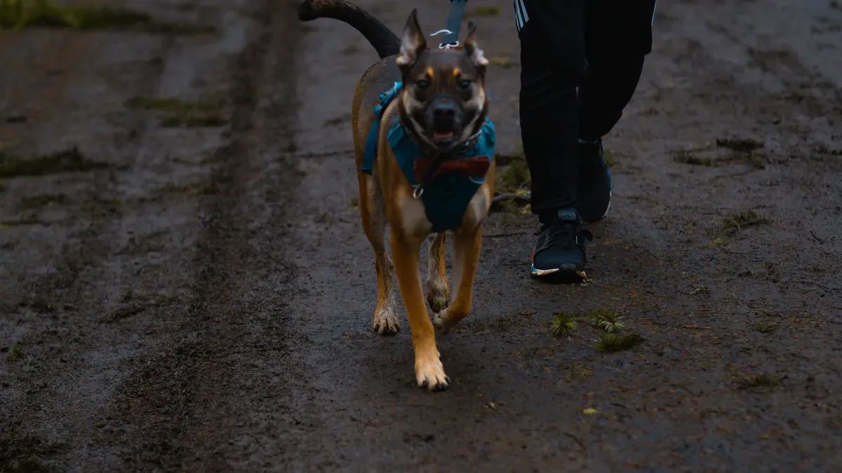 Close-up of smooth dog leash webbing material resisting mud
