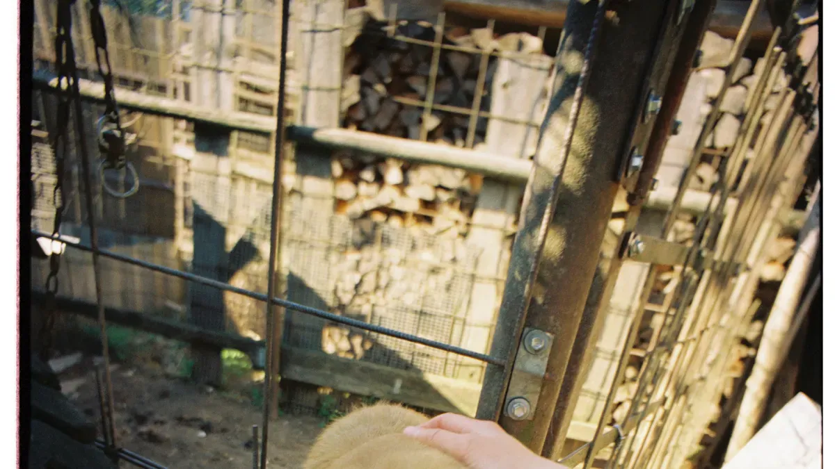 Front backpack dog carrier warning signs in real daily use