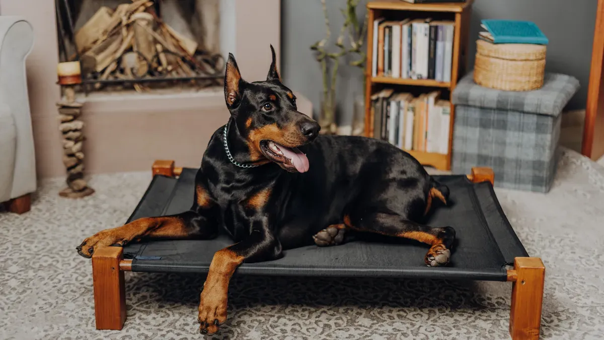 Elevated dog bed placed in shaded outdoor area for optimal cooling