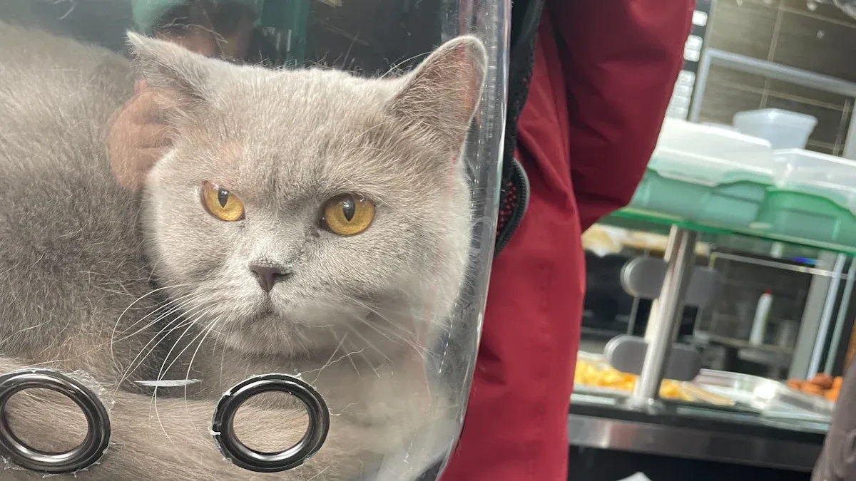 Dual-entry airline pet carrier with top and side access points