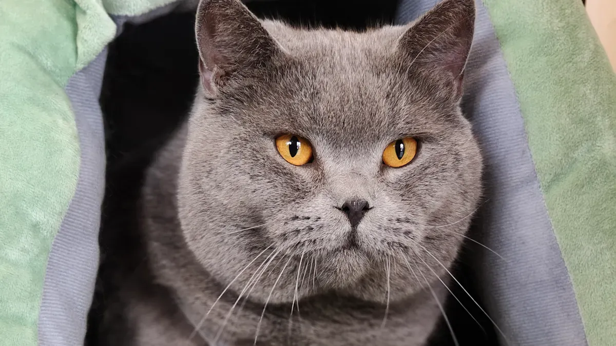 Cat lounging beside a soft bed