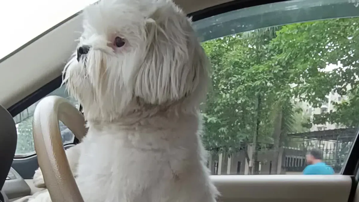 Dog crowded beside the center console during a car ride