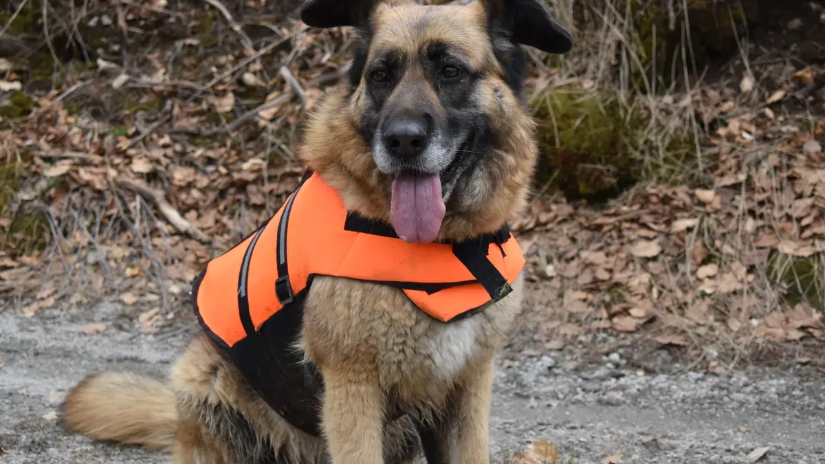 Dog in life jacket with high-contrast handle and reflective trim visible from above on water surface