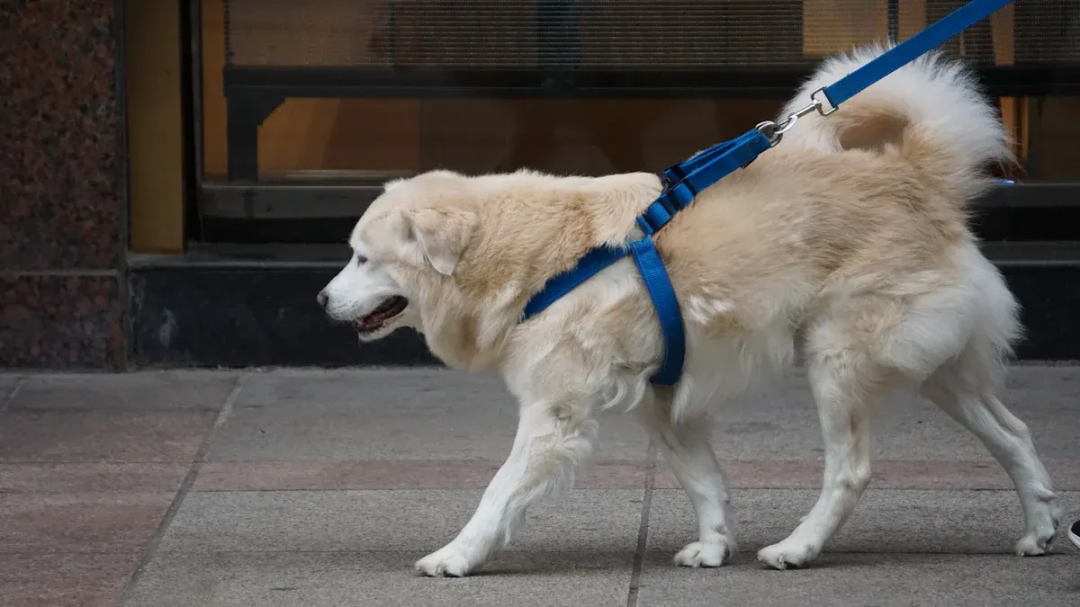 Dog pausing during a walk to scratch at harness edge, indicating fit discomfort