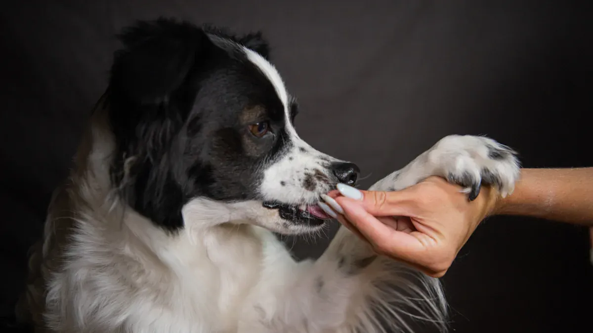Top LED Pet Nail Trimmers for Safe Grooming in 2025