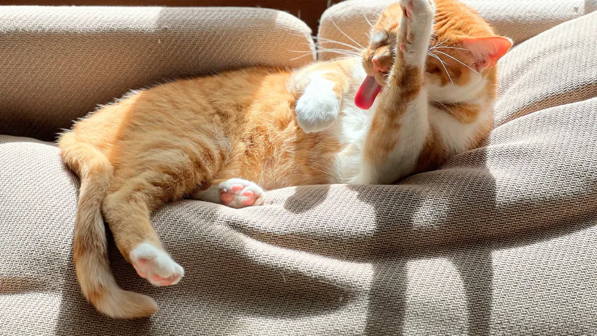Brushing Tips for Cat Owners