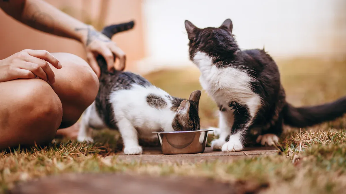 Top 10 Smart Pet Feeders for Wet Meals in 2025