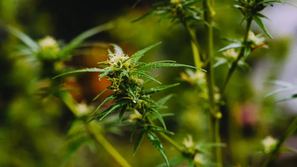 Why Some Coils Preserve Terpenes Better