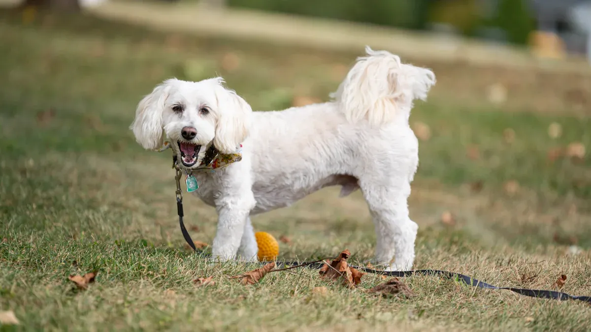 Dog Pet Starter Kit